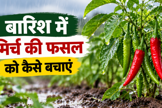 Baarish Mein Mirch Ki Fasal Ko Kaise Bachayen