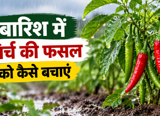 Baarish Mein Mirch Ki Fasal Ko Kaise Bachayen