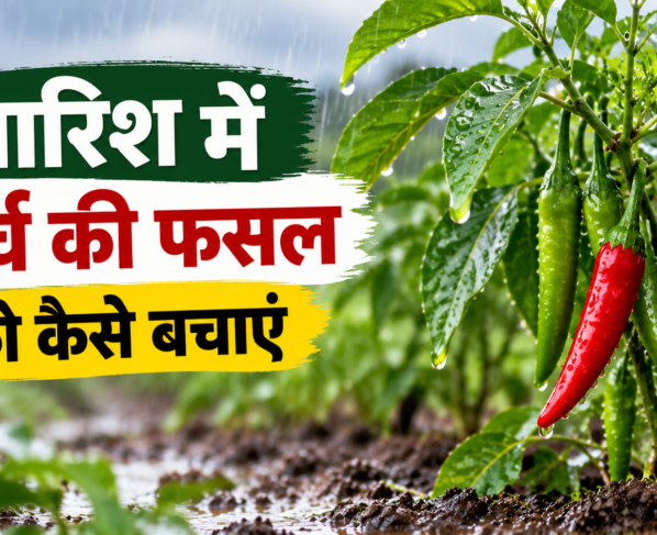 Baarish Mein Mirch Ki Fasal Ko Kaise Bachayen