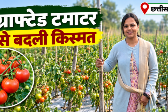 Bharti Bansal Tomato Farming Success Story in Chhattisgarh