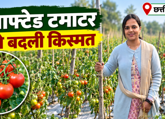 Bharti Bansal Tomato Farming Success Story in Chhattisgarh