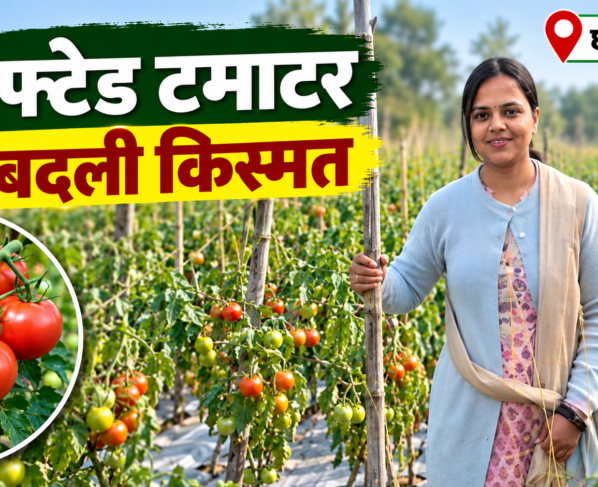 Bharti Bansal Tomato Farming Success Story in Chhattisgarh
