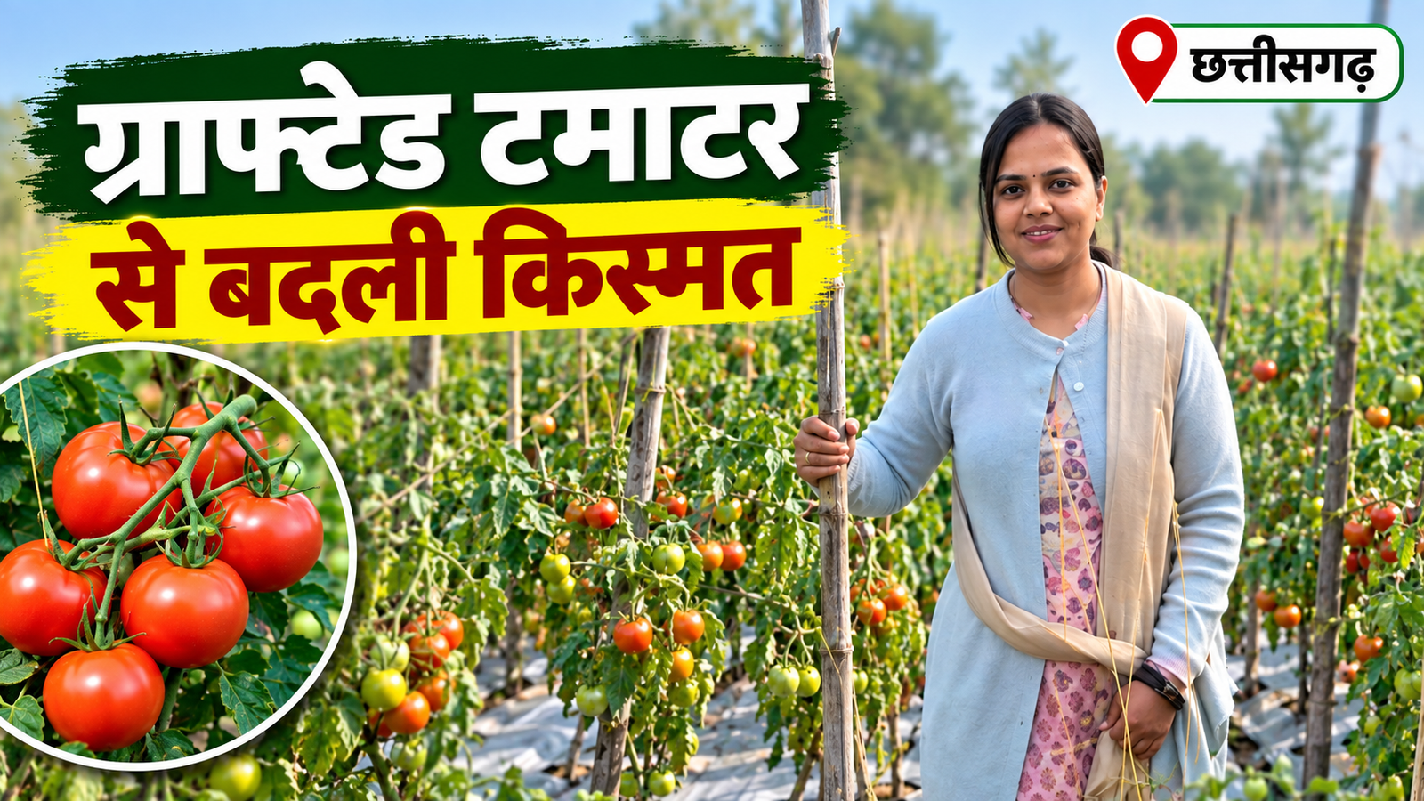 धान की खेती छोड़ ग्राफ्टेड टमाटर की खेती से बदली किस्मत, भारती बंसल ने कमाए ₹1.37 लाख Bharti Bansal Tomato Farming Success Story in Chhattisgarh