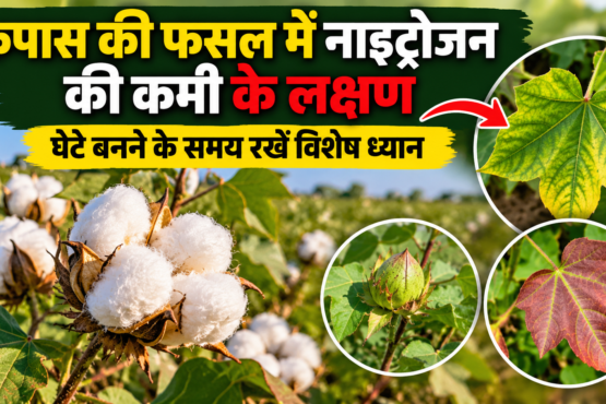 Kapas Ki Fasal Mein Nitrogen Ki Kami Ke Lakshan