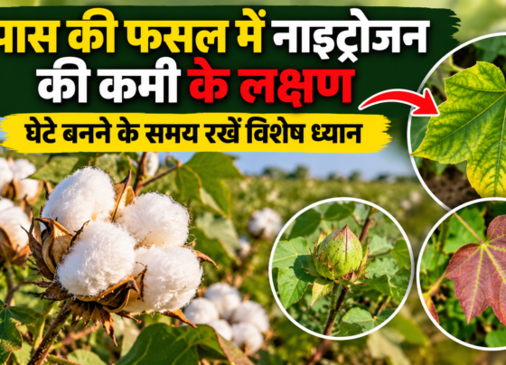 Kapas Ki Fasal Mein Nitrogen Ki Kami Ke Lakshan