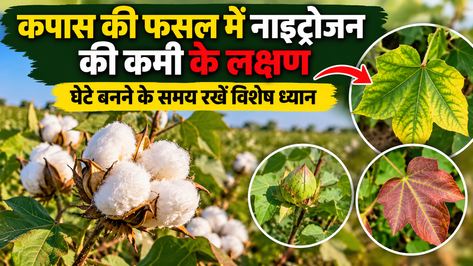 कपास की फसल में नाइट्रोजन की कमी के लक्षण, घेटे बनने के समय रखें विशेष ध्यान  Kapas Ki Fasal Mein Nitrogen Ki Kami Ke Lakshan