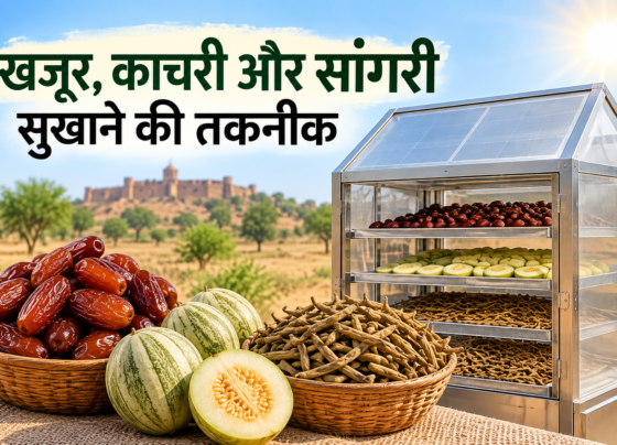 Khajoor Kachari Sangri Sukhane Ki Takneek