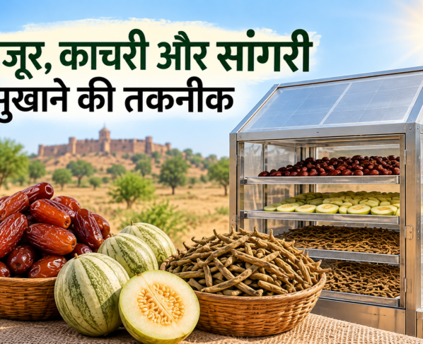 Khajoor Kachari Sangri Sukhane Ki Takneek