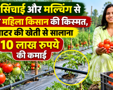 Rajshri Marko Tomato Farming Success Story in Chhattisgarh