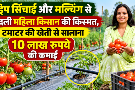 Rajshri Marko Tomato Farming Success Story in Chhattisgarh