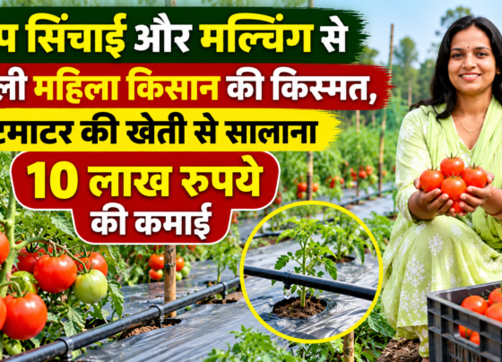 Rajshri Marko Tomato Farming Success Story in Chhattisgarh