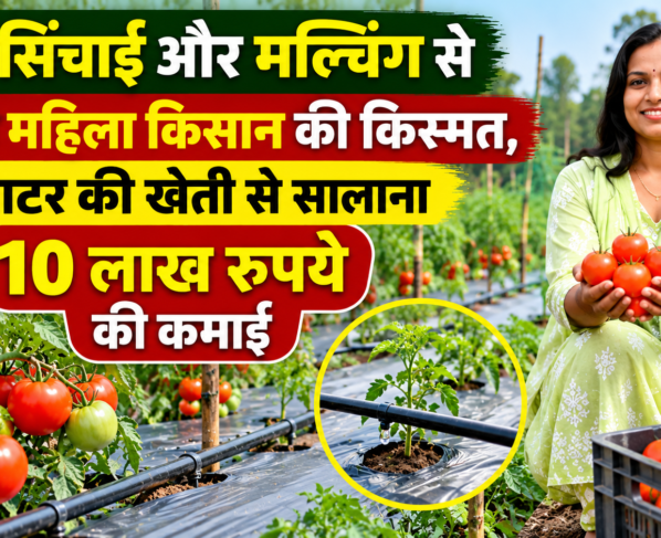 Rajshri Marko Tomato Farming Success Story in Chhattisgarh