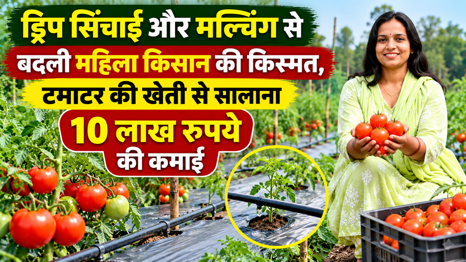 ड्रिप सिंचाई और मल्चिंग से बदली महिला किसान की किस्मत, टमाटर की खेती से सालाना 10 लाख रुपये की कमाई Rajshri Marko Tomato Farming Success Story in Chhattisgarh