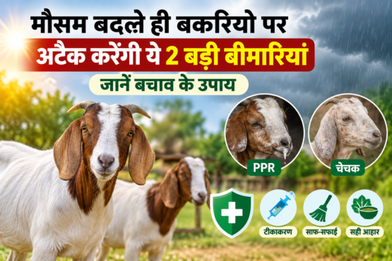 Mausam Badalne Par Bakriyon Ko Bimariyon Se Kaise Bachaye