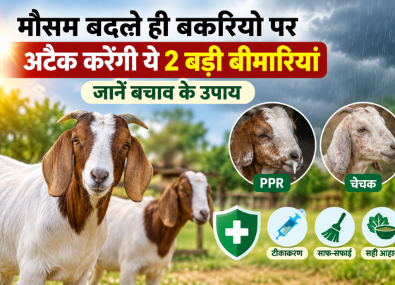 Mausam Badalne Par Bakriyon Ko Bimariyon Se Kaise Bachaye
