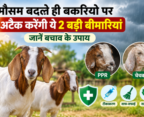 Mausam Badalne Par Bakriyon Ko Bimariyon Se Kaise Bachaye