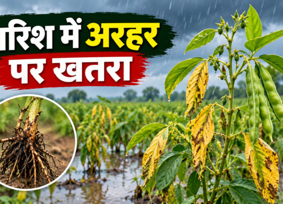 Arhar Ki Fasal Ko Uktha Rog Se Kaise Bachaye