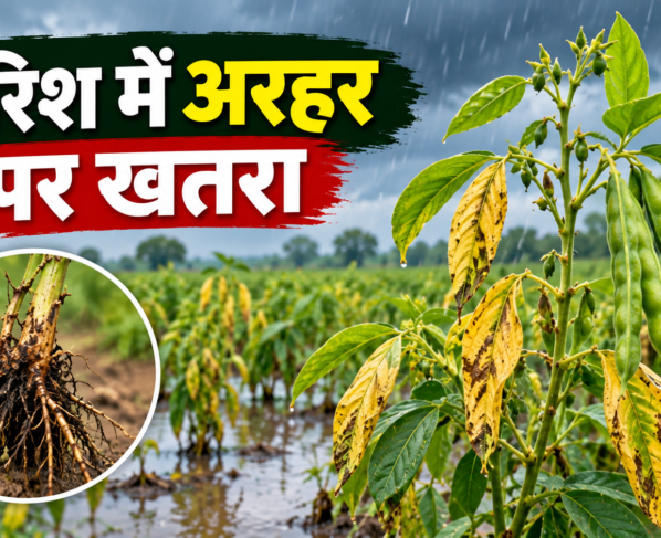 Arhar Ki Fasal Ko Uktha Rog Se Kaise Bachaye