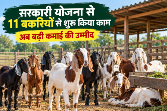 Hathabhai Chhavaliya Goat Farming Success Story