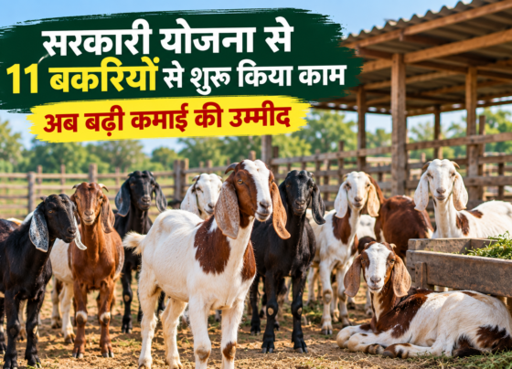 Hathabhai Chhavaliya Goat Farming Success Story