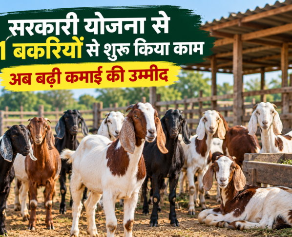 Hathabhai Chhavaliya Goat Farming Success Story