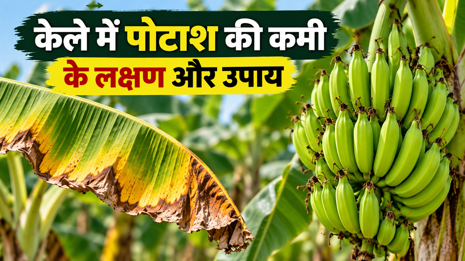 केले की खेती में पोटाश की कमी से हो सकता है 40% तक नुकसान, ऐसे करें बचाव Kele Mein Potash Ki Kami Ke Lakshan Aur Upay