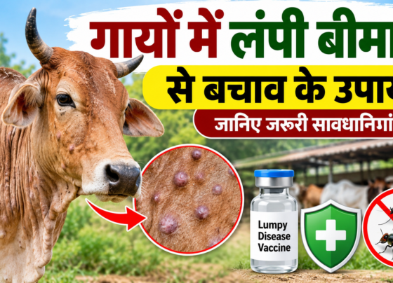 Gayon Mein Lumpy Disease Se Bachav Ke Upay