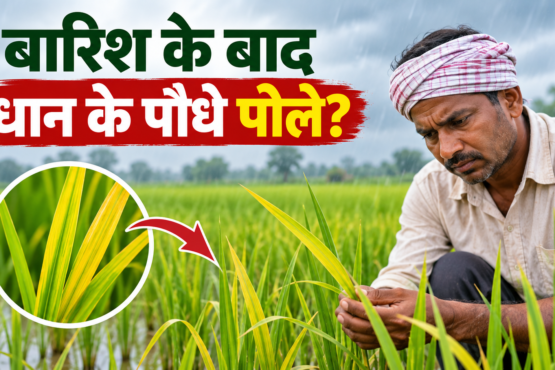 Barish Ke Baad Dhaan Ke Paudhe Peele Kyon Padte Hain
