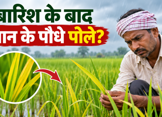Barish Ke Baad Dhaan Ke Paudhe Peele Kyon Padte Hain