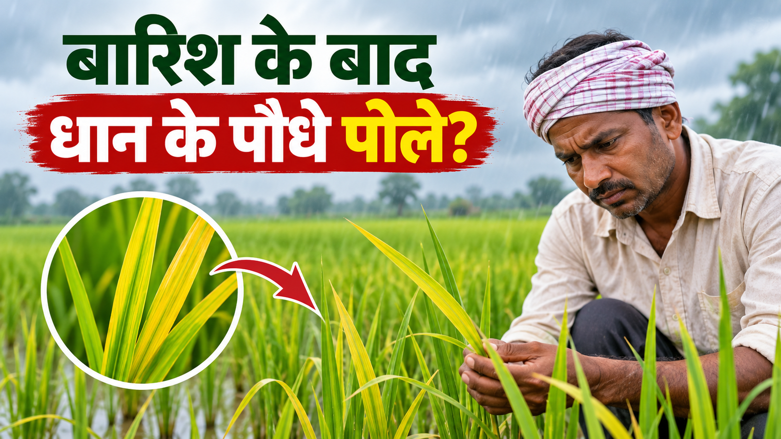 बारिश के बाद धान के पौधे पीले क्यों पड़ते हैं? जानिए वजह और फसल बचाने के आसान उपाय Barish Ke Baad Dhaan Ke Paudhe Peele Kyon Padte Hain