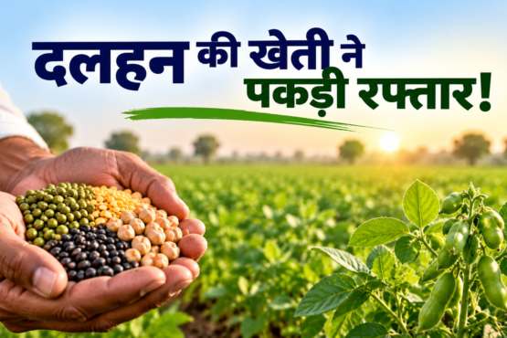 Kharif Dalhan Ki Buwai 2026