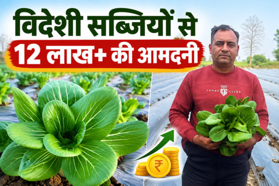 Amit Jain Foreign Vegetable Farming Success Story