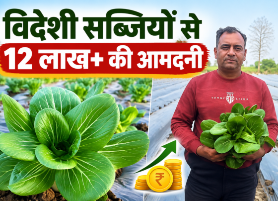 Amit Jain Foreign Vegetable Farming Success Story