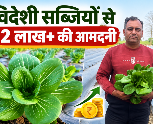 Amit Jain Foreign Vegetable Farming Success Story