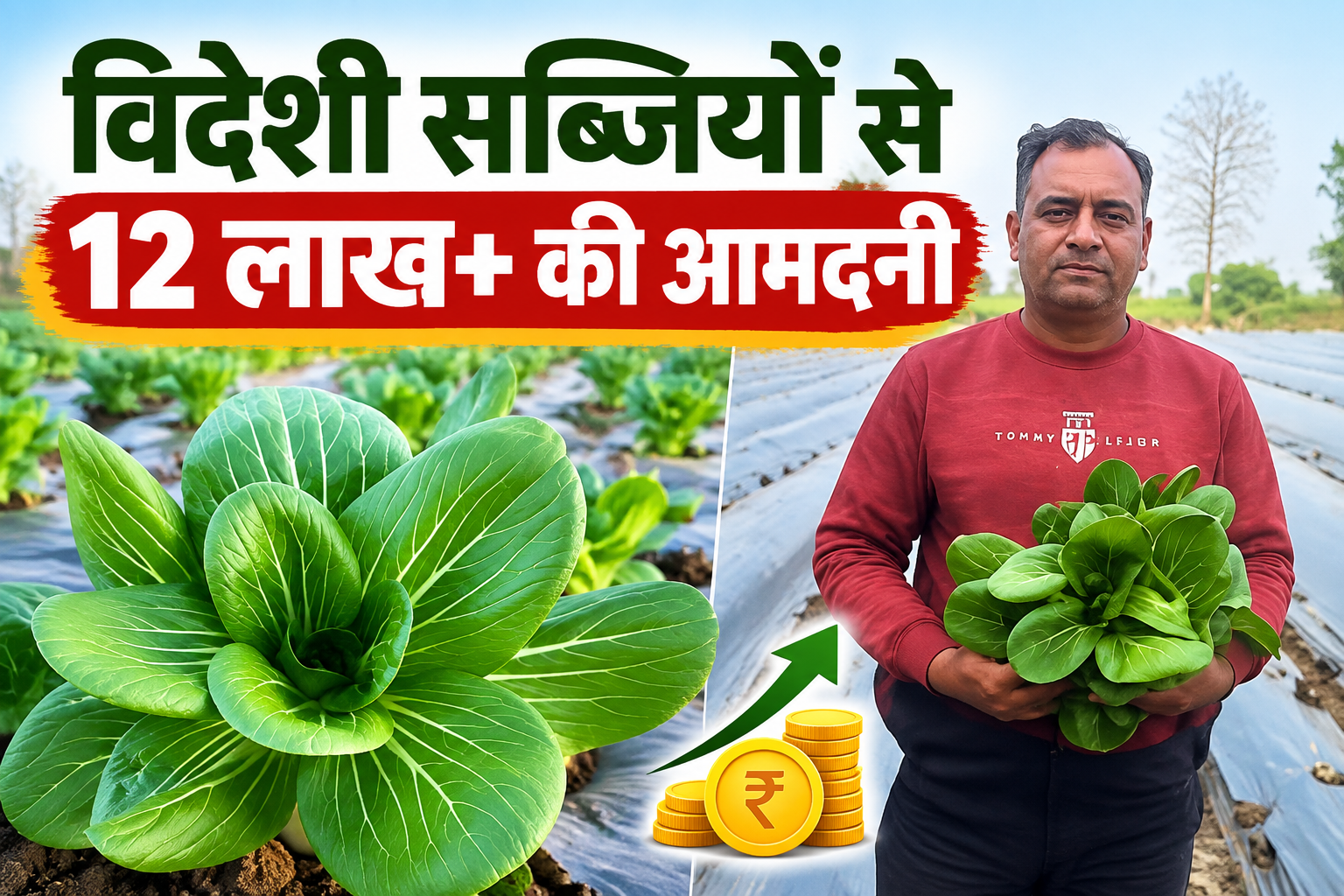 7 एकड़ में विदेशी सब्जियों की खेती से बदली किसान की जिंदगी, बुंदेलखंड में आधुनिक खेती की नई मिसाल  Amit Jain Foreign Vegetable Farming Success Story