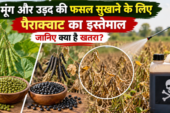 Moong Aur Urad Ki Fasal Sukhane Ke Liye Paraquat Ka Istemal