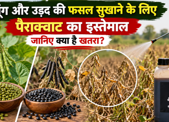 Moong Aur Urad Ki Fasal Sukhane Ke Liye Paraquat Ka Istemal