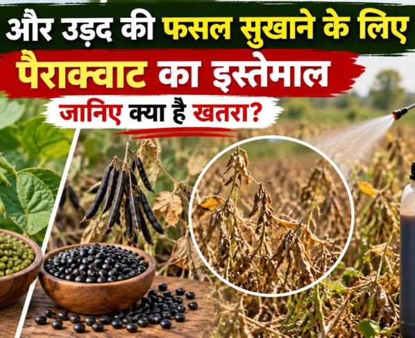 Moong Aur Urad Ki Fasal Sukhane Ke Liye Paraquat Ka Istemal