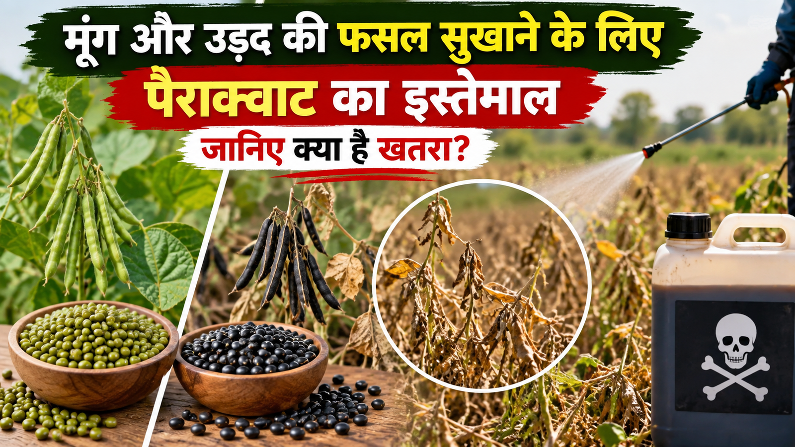 मूंग और उड़द की फसल सुखाने के लिए पैराक्वाट का इस्तेमाल, जानिए क्या है खतरा  Moong Aur Urad Ki Fasal Sukhane Ke Liye Paraquat Ka Istemal