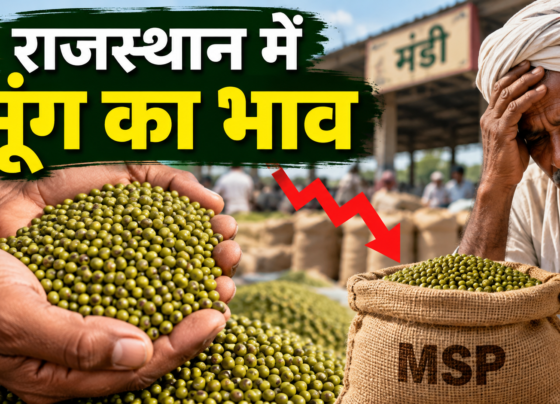 Rajasthan Mein Moong Ka Bhav