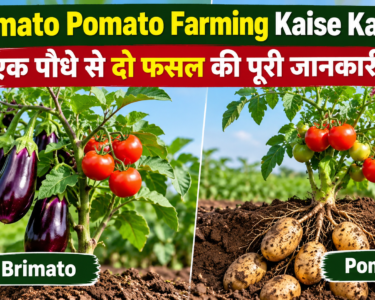 Brimato Pomato Farming Kaise Kare?