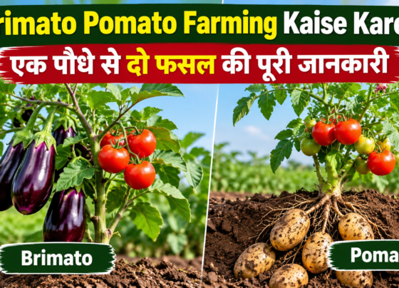 Brimato Pomato Farming Kaise Kare?