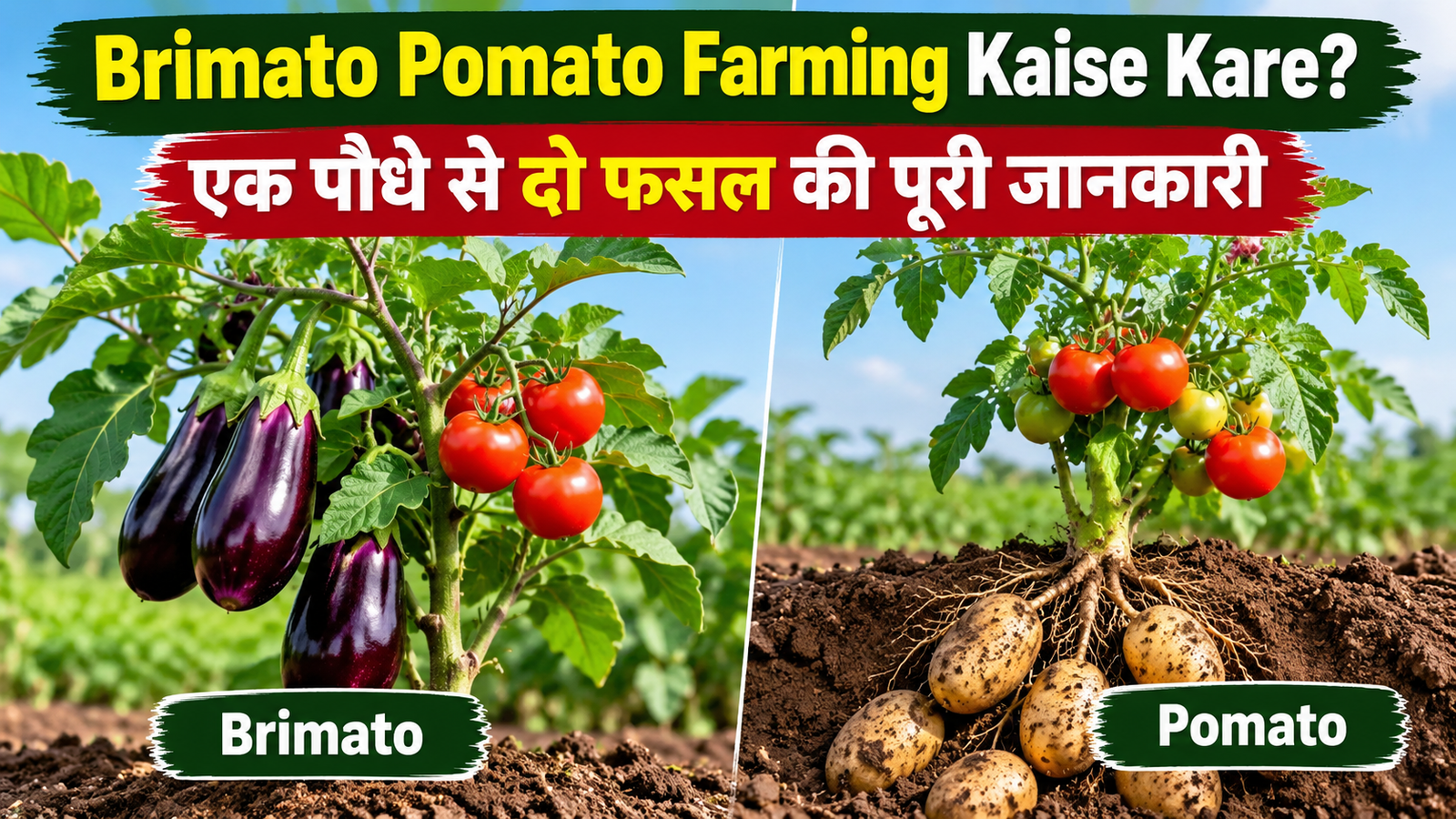 एक पौधे से दो फसलें, बढ़ेगी किसानों की कमाई! ब्रिमैटो-पोमैटो तकनीक की ओर बढ़ा रुझान  Brimato Pomato Farming Kaise Kare?