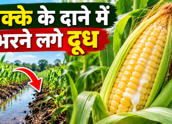 Makke Me Doodh Bharne Ki Avastha Me Kya Kare