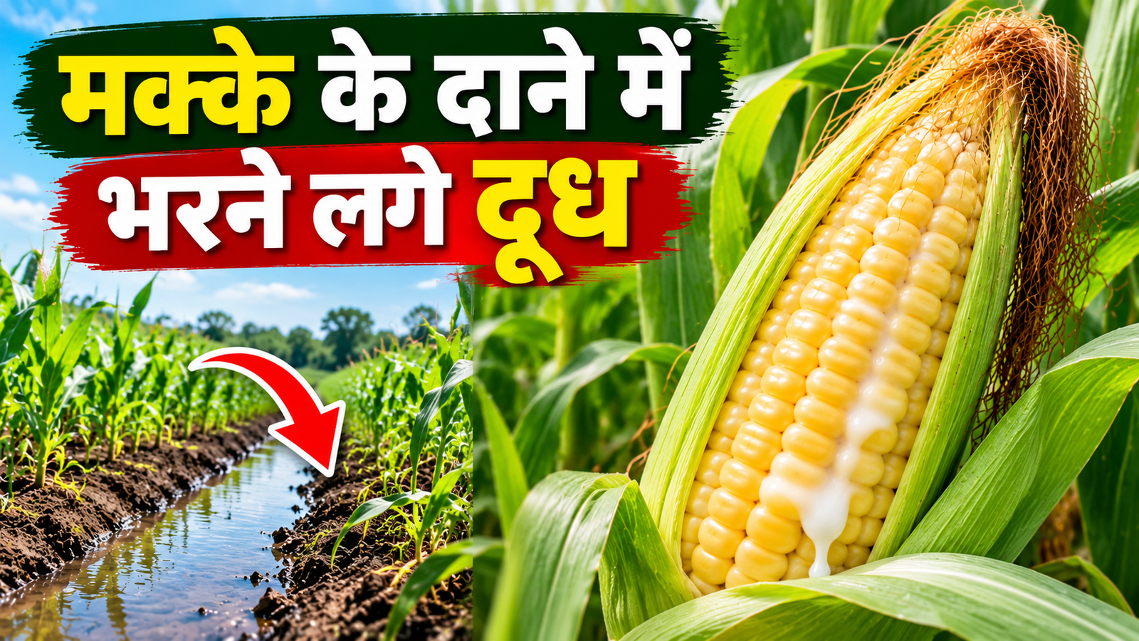 मक्के में दूध भरने की अवस्था में क्या करें? खेत से निकालें पानी, रोगों से बचाने के लिए रखें ये सावधानियां  Makke Me Doodh Bharne Ki Avastha Me Kya Kare