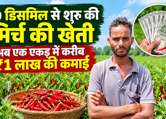 Mahender Kumar Yadav Mirch Farming Success Story