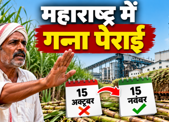 Maharashtra Mein Ganna Perai 15 November Se
