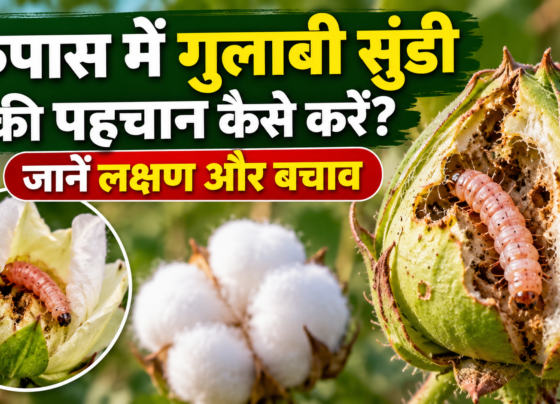 Kapas Mein Gulabi Sundi Ki Pehchan Kaise Karein?