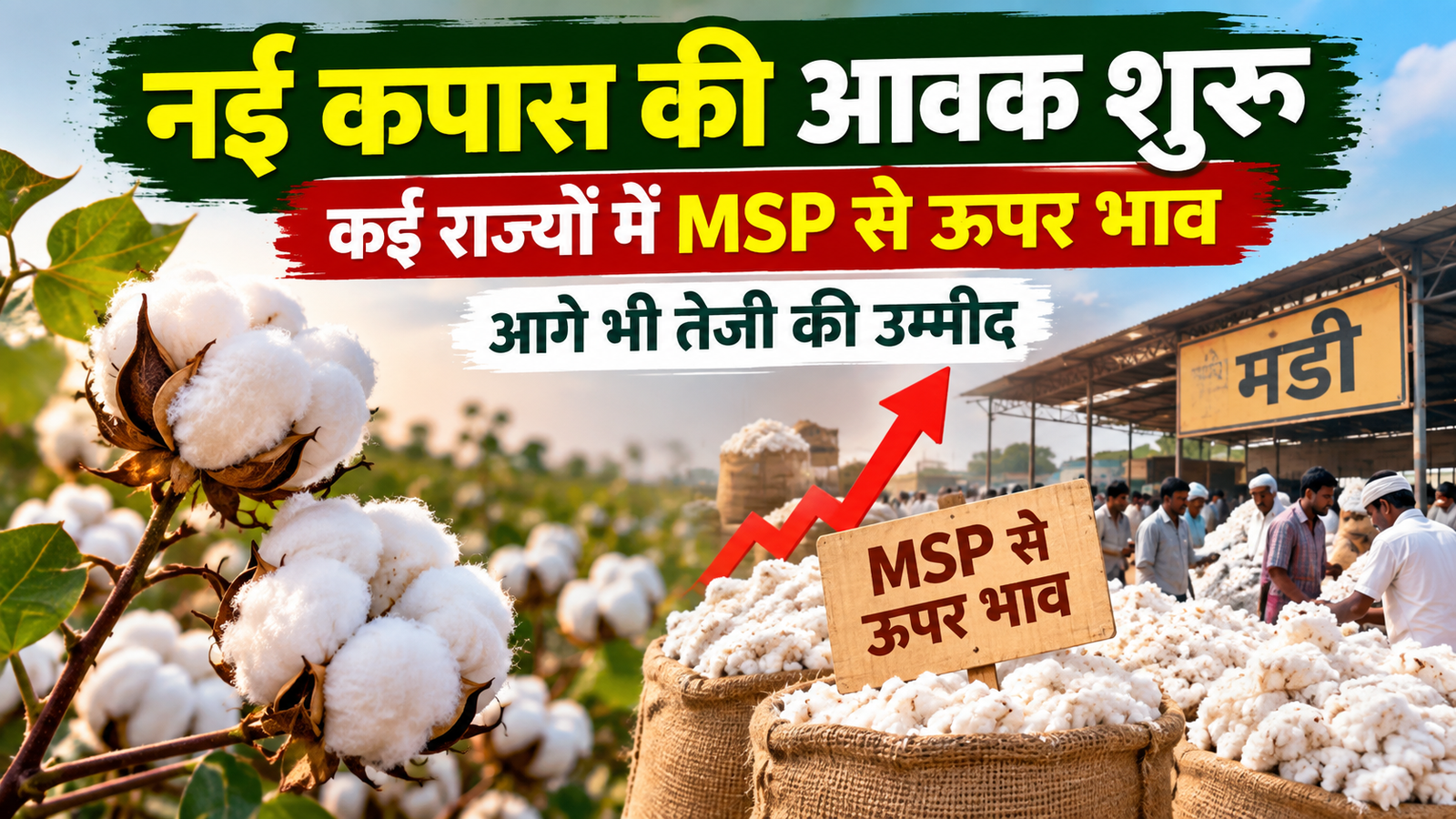 नई कपास की आवक शुरू, कई राज्यों में MSP से ऊपर भाव; आगे भी तेजी की उम्मीद Kapas Ka Mandi Bhav