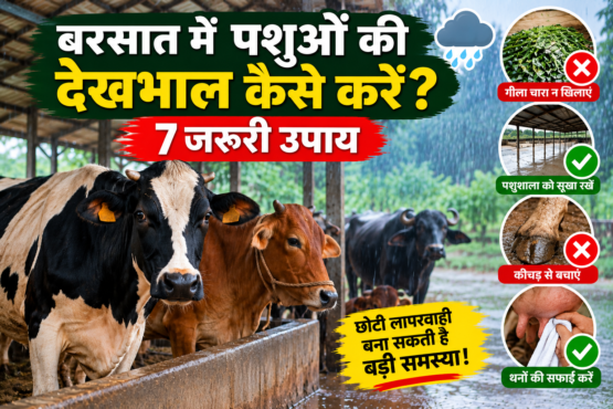 Barsaat Mein Pashuon Ki Dekhbhal Kaise Kare